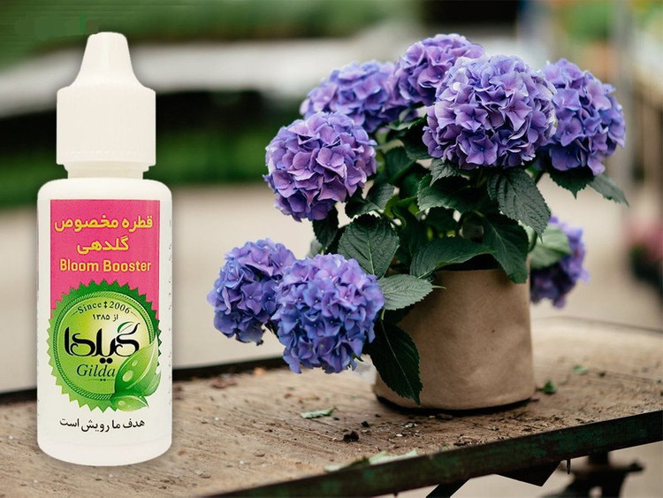 قطره مخصوص گلدهی گیلدا
