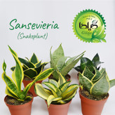 Sansvieria Gilda Fertilizer