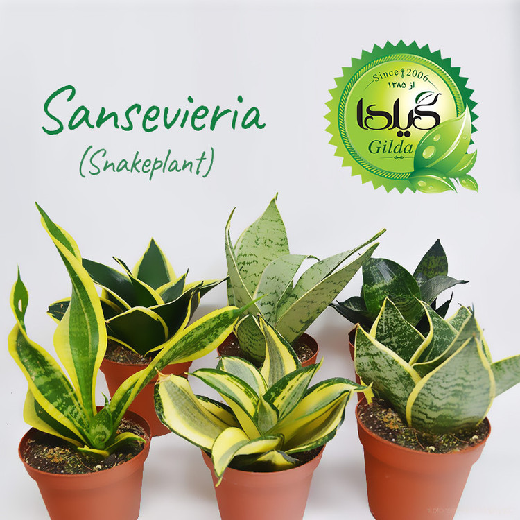 Sansvieria Gilda Fertilizer