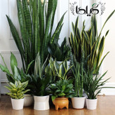 Sansvieria Gilda Fertilizer