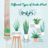 Sansvieria Gilda Fertilizer