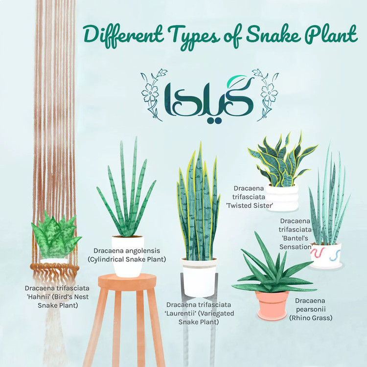 Sansvieria Gilda Fertilizer