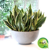 Sansvieria Gilda Fertilizer