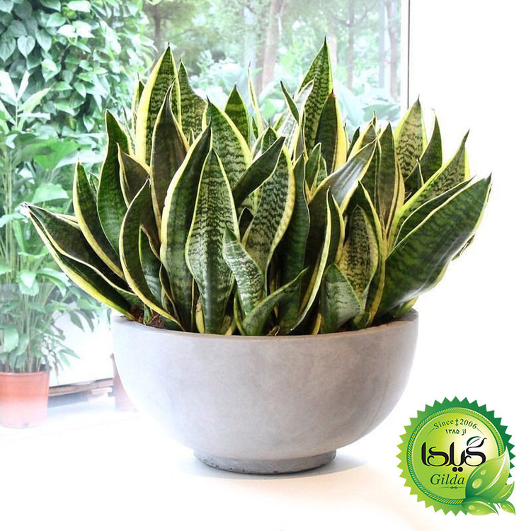 Sansvieria Gilda Fertilizer