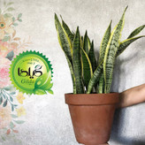 Sansvieria Gilda Fertilizer