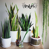 Sansvieria Gilda Fertilizer