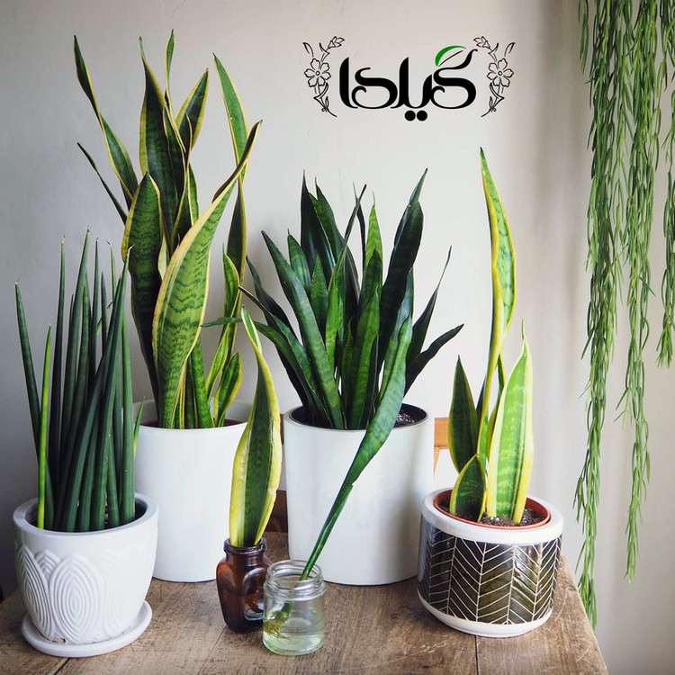 Sansvieria Gilda Fertilizer