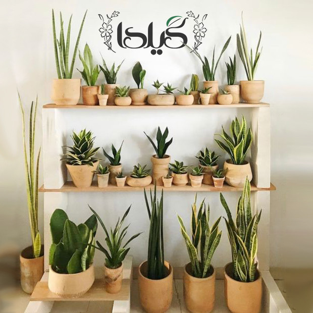 Sansvieria Gilda Fertilizer